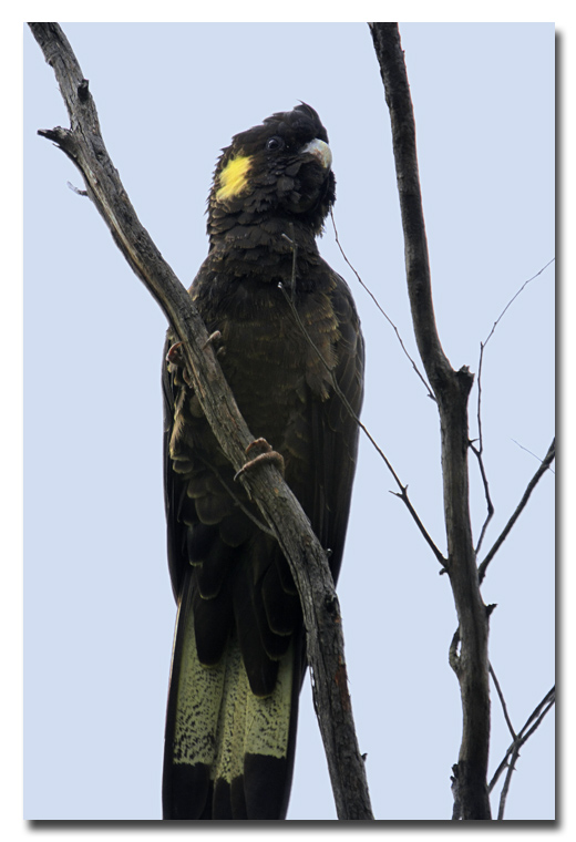 Yellow - Tailed  Black Cockatoo