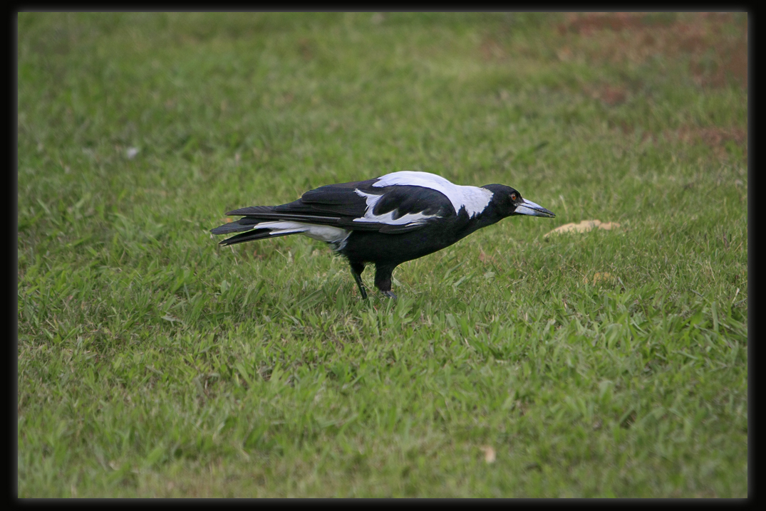Magpie