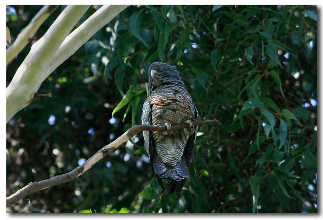 Gang Gang Cockatoo - Juvenile