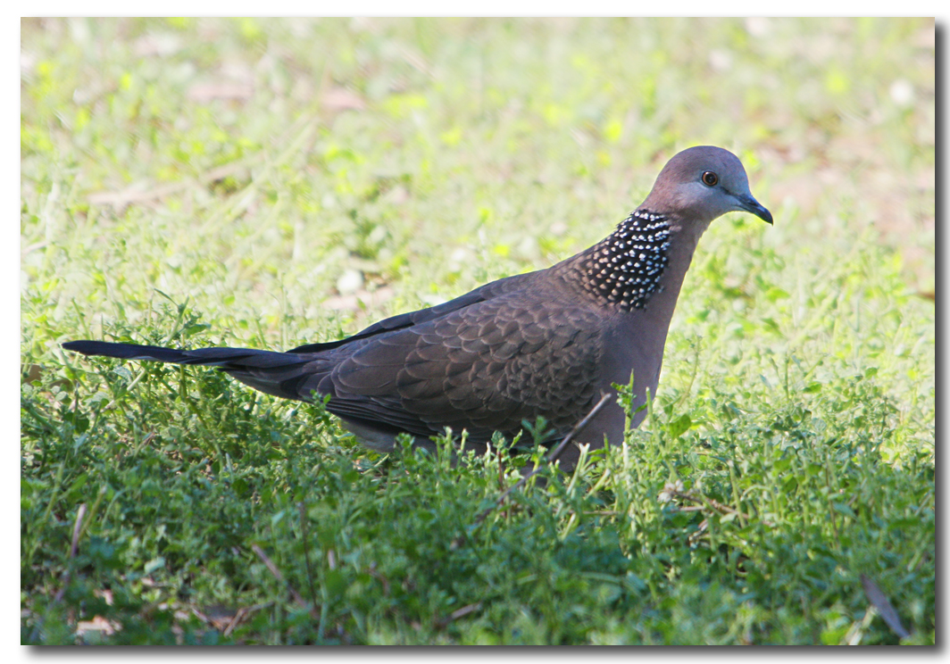 Spotted Dove