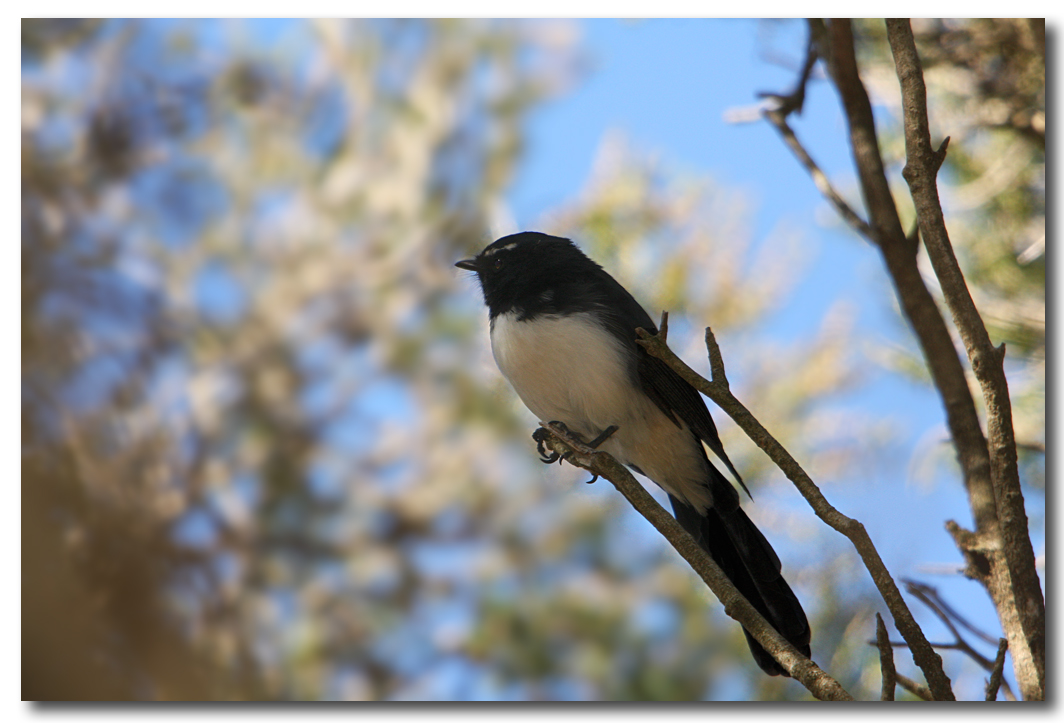 Willy Wagtail
