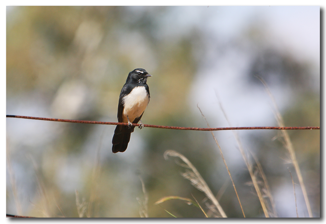 Willie Wagtail