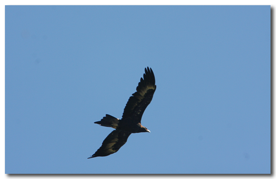 Wedge - tailed Eagle