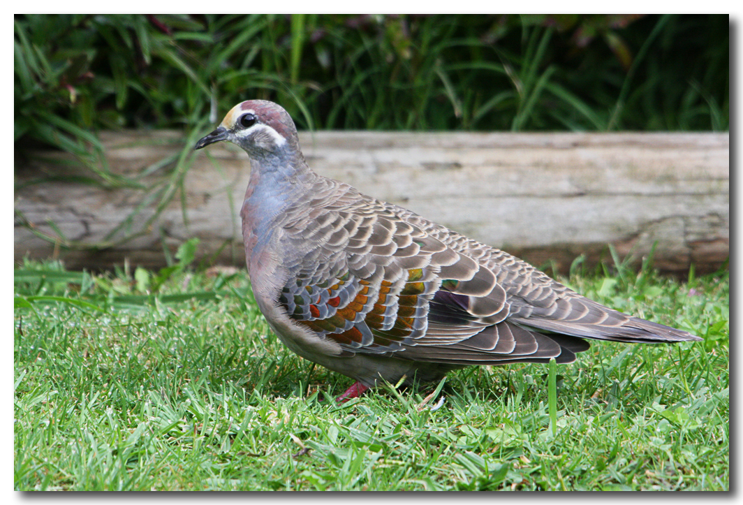 Bronzewing