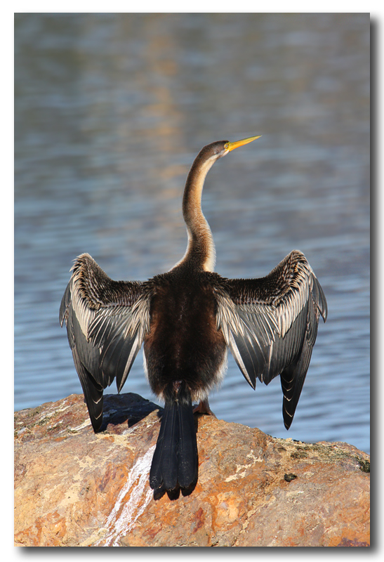 Australian Darter