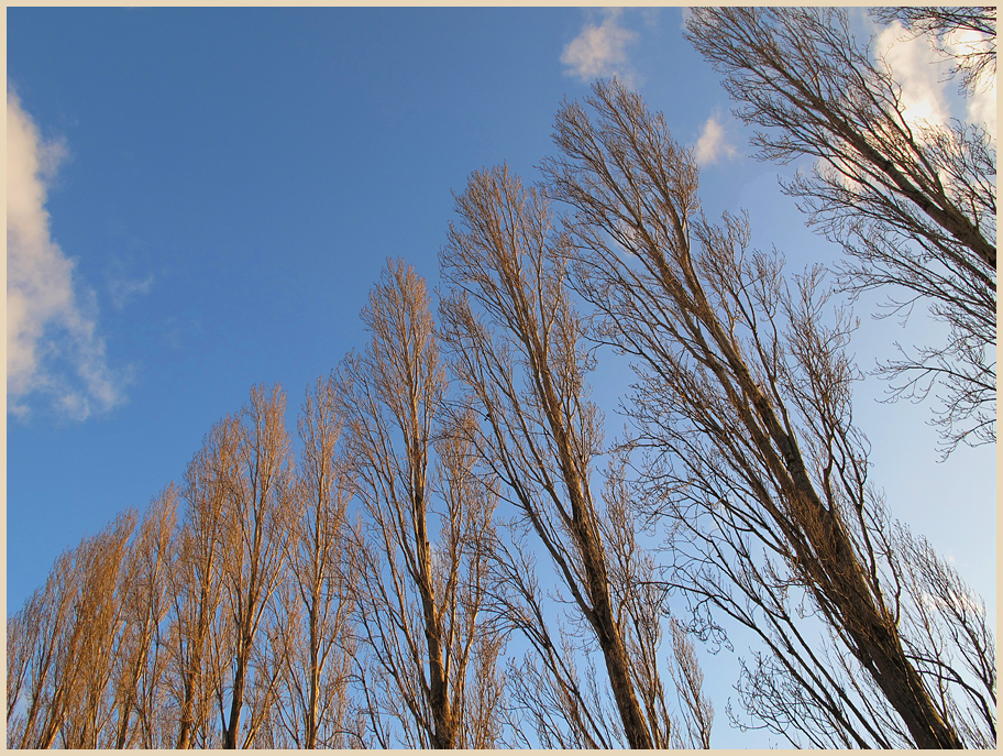 Reaching skywards