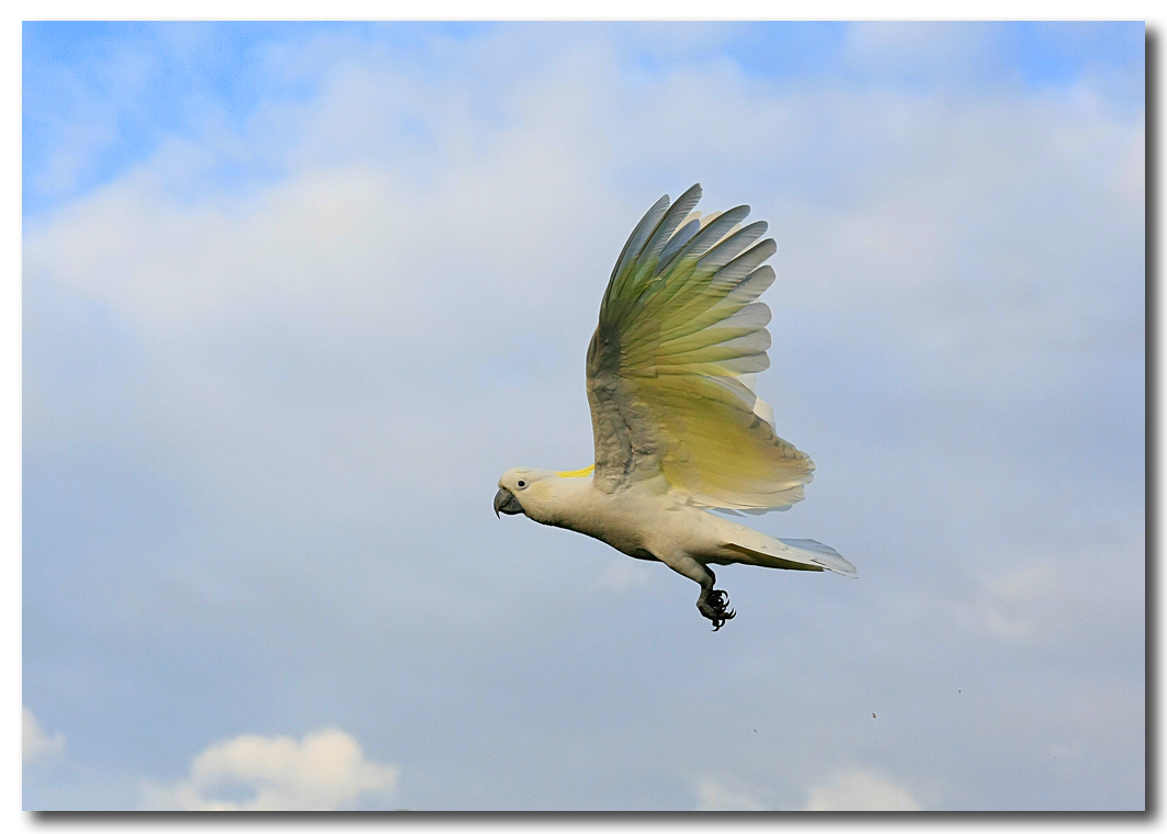 Sulphur Crested Cockatoo