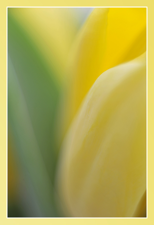 tulp - tulip - tulipe abstract