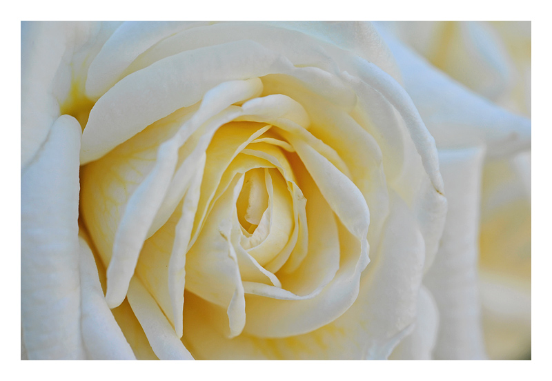 white rose close-up