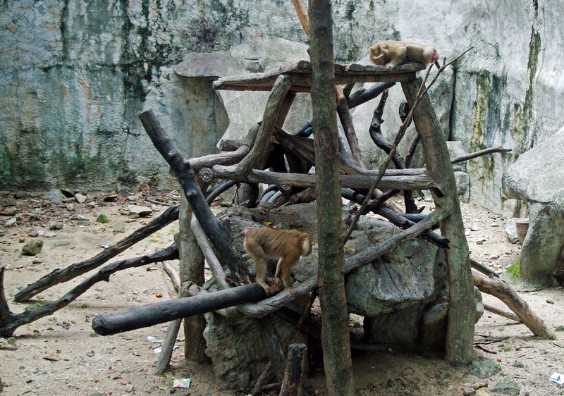 Climbing Frame?