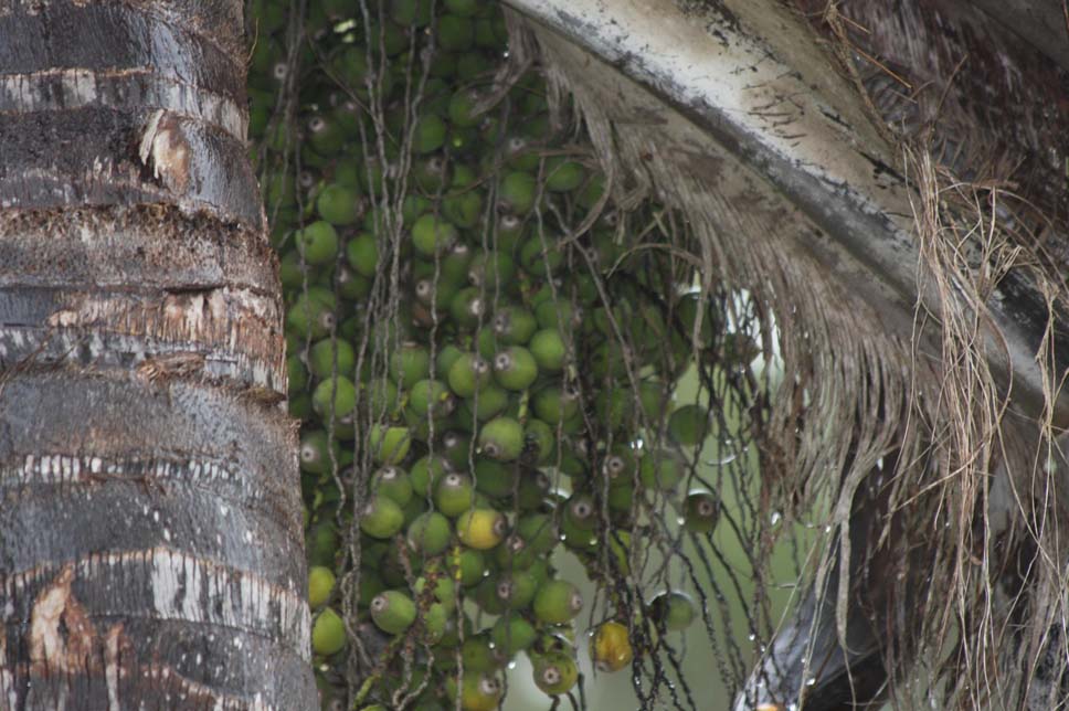 Fruit of the palm