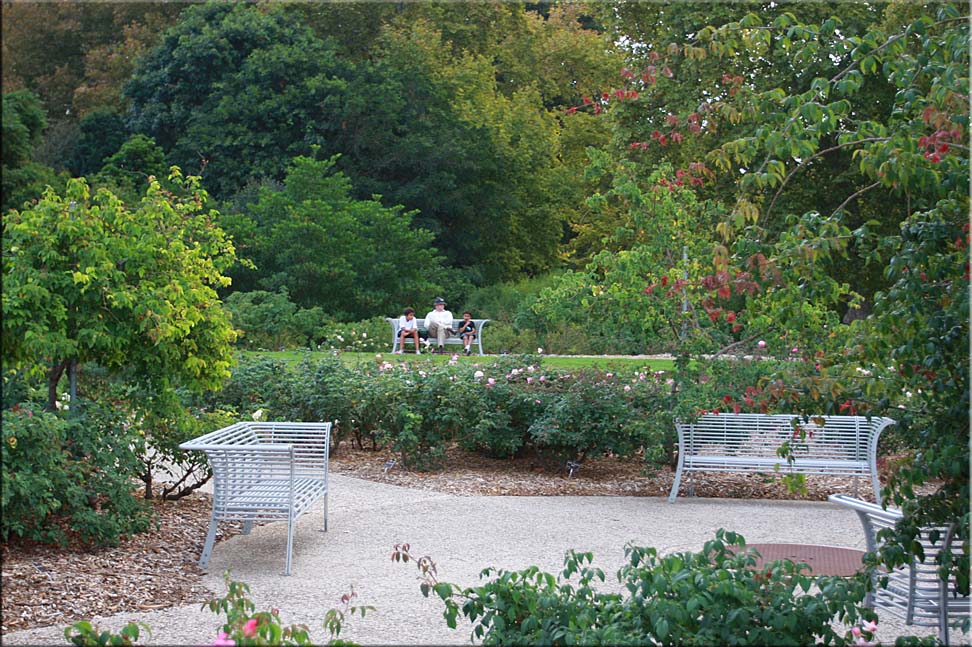 Walking paths and roses