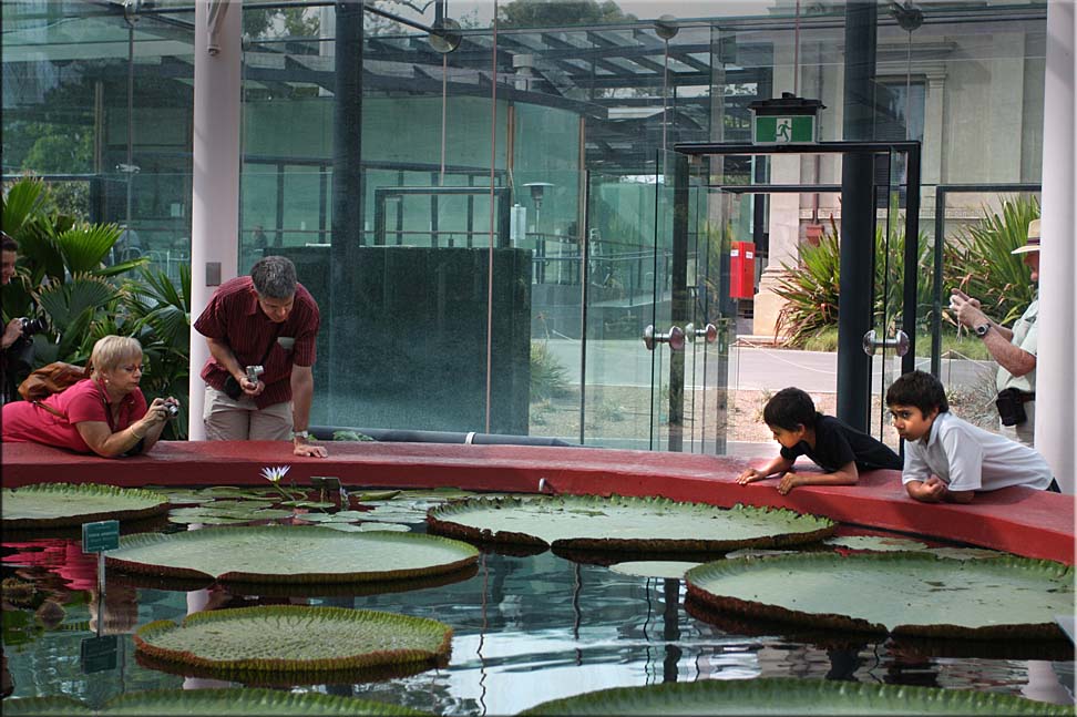 Walking around the lily pond