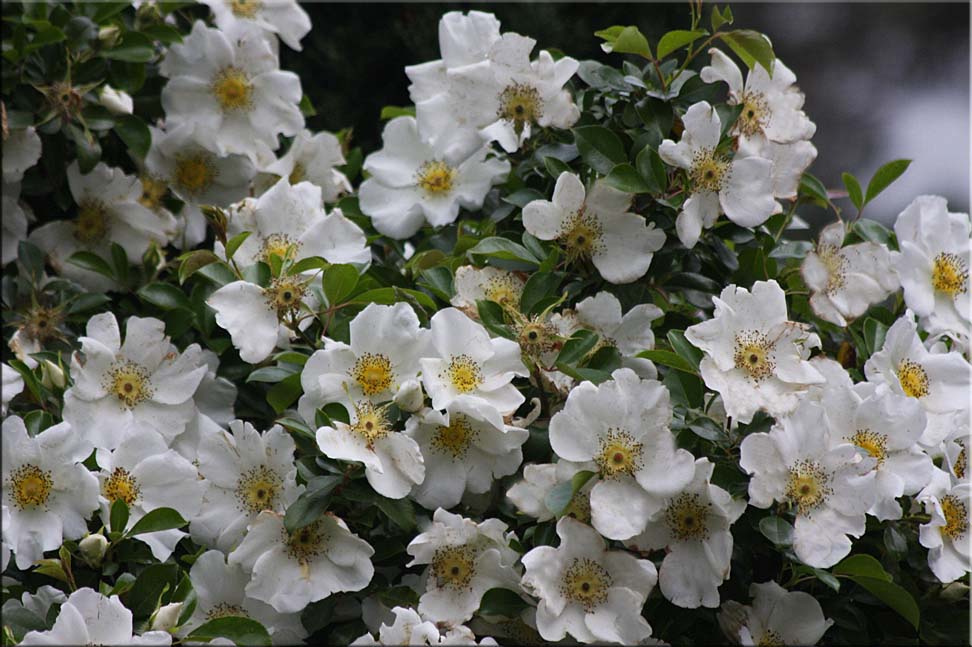 Rosa laevigata - the Cherokee Rose