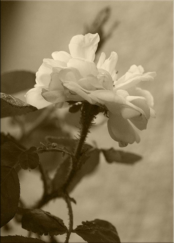 CHALLENGE - Sepia