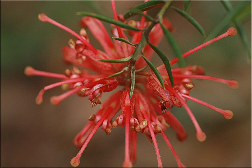 Spider grevillea