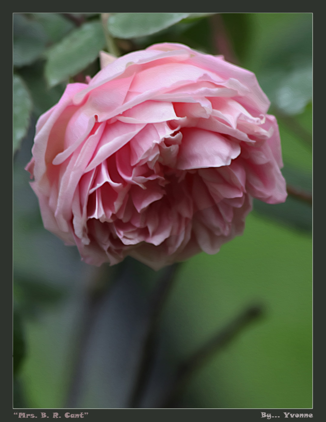 Spring rose - pink