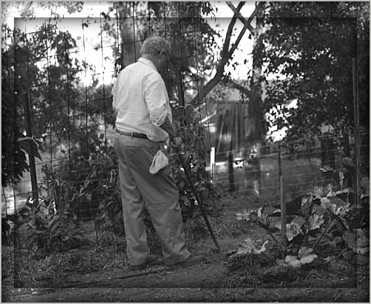 Working in the vegetable patch