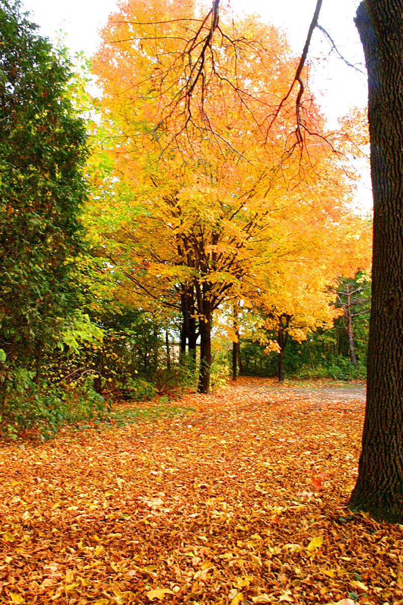 Autumn moods