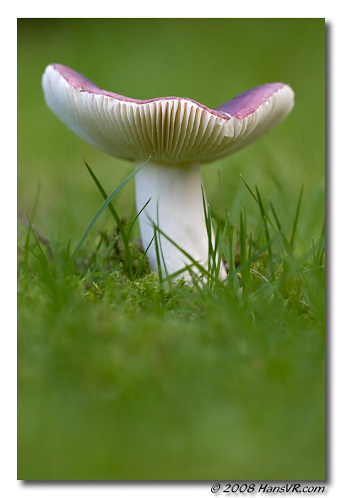 Russula undulata