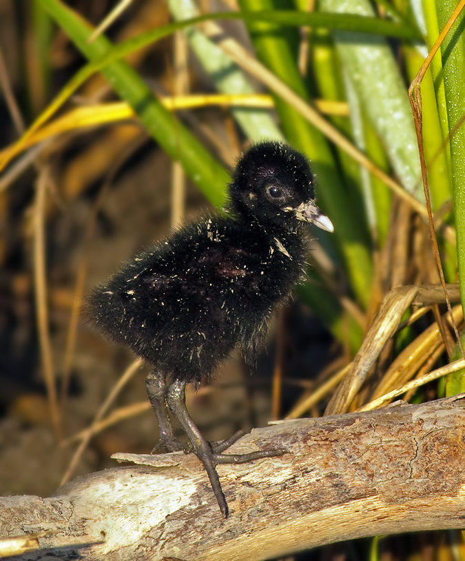 Clapper Rail, juvenile