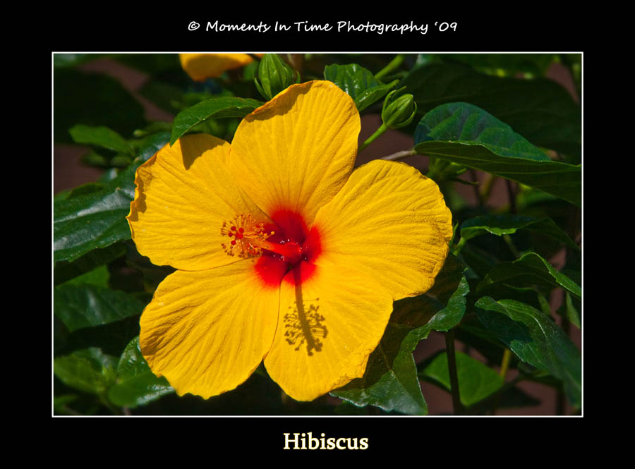 Hibiscus 01