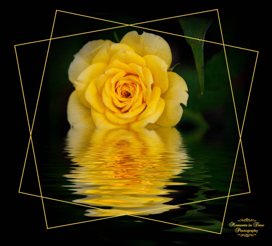 Yellow Rose