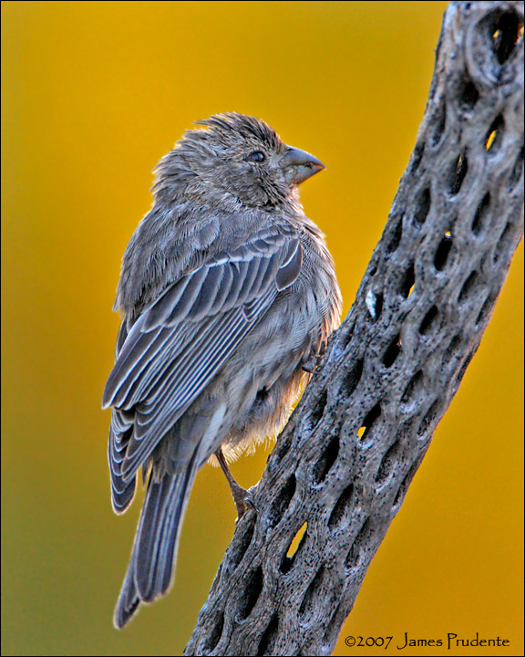 House Finch