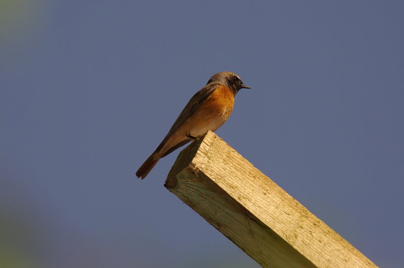 Pleszka (Phoenicurus phoenicurus)