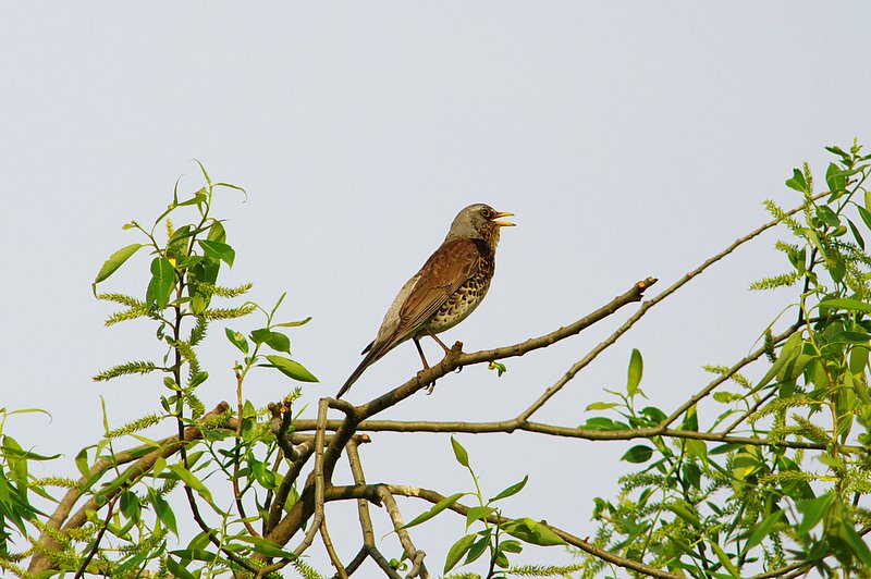 Kwiczo (Turdus pilaris)