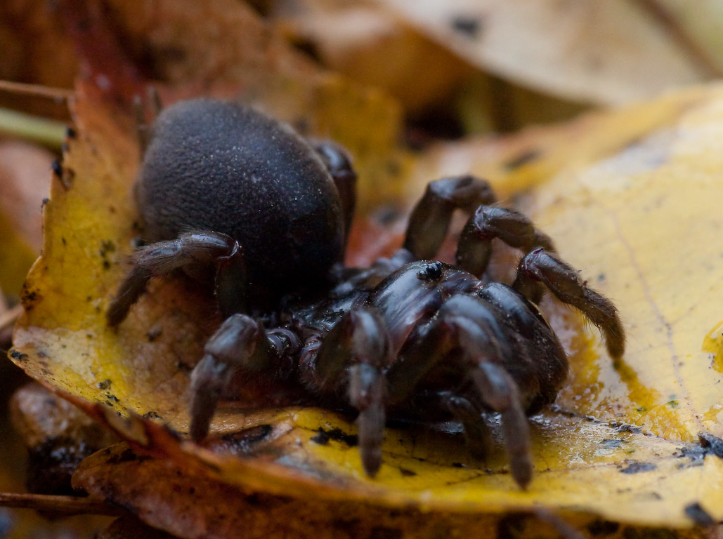 Atypus muralis