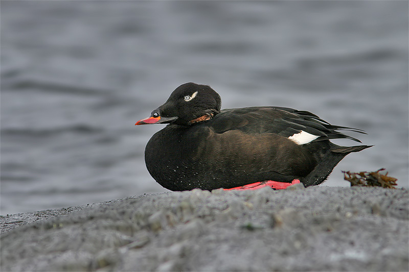 Macreuse brune-1.jpg