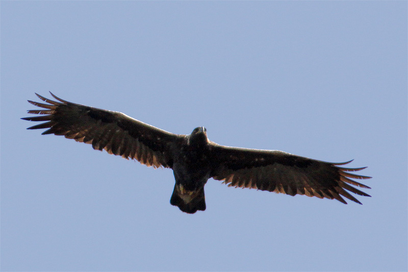 Aigle royal-5.jpg