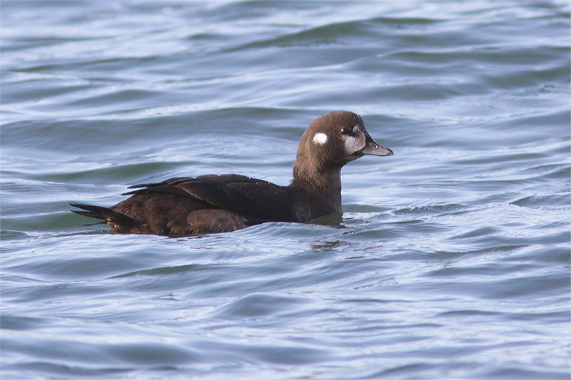Arlequin plongeur-1.jpg
