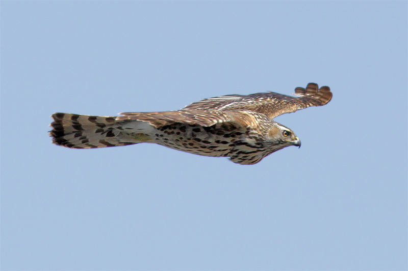 Autour palombes-3.jpg