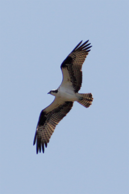 Balbuzard pecheur-1.jpg