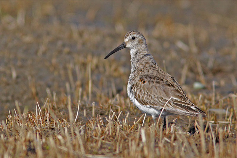 Becasseau variable-1.jpg