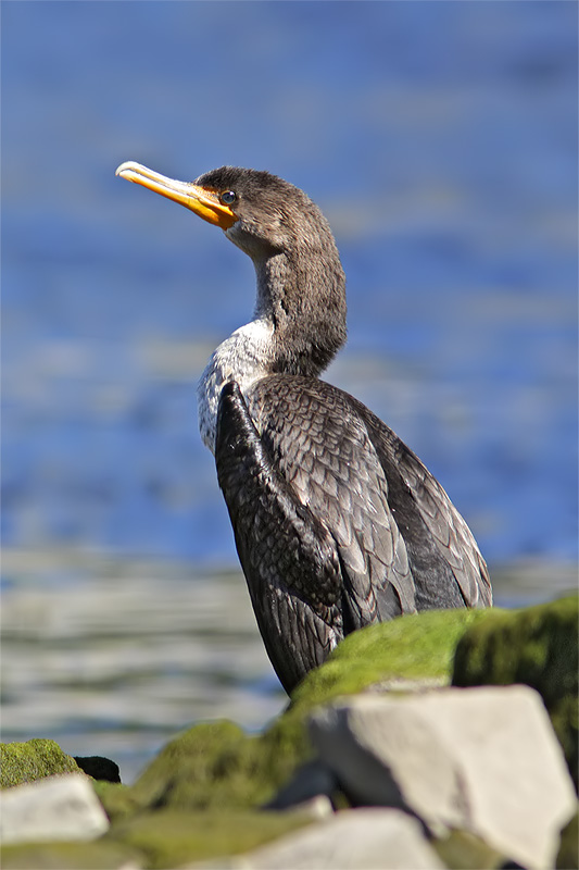 Cormoran aigrettes-2.jpg