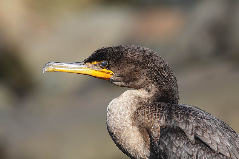 Cormoran aigrettes-3.jpg