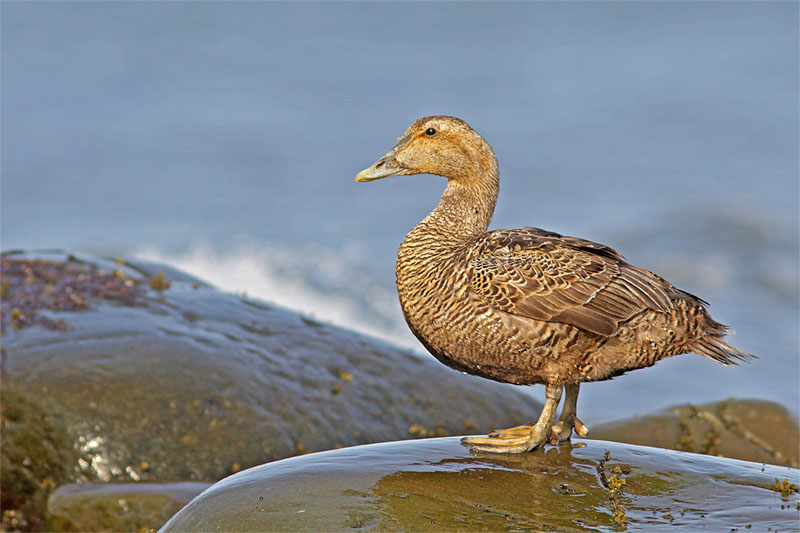 Eider duvet-3.jpg