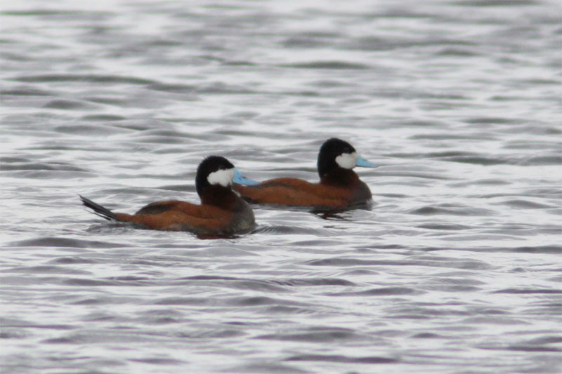 Erismature rousse-1.jpg