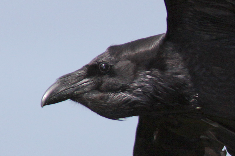 Grand Corbeau-1.jpg