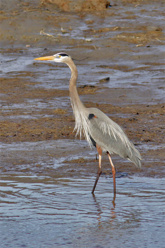 Grand Heron-1.jpg