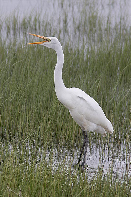Grande Aigrette-1.jpg