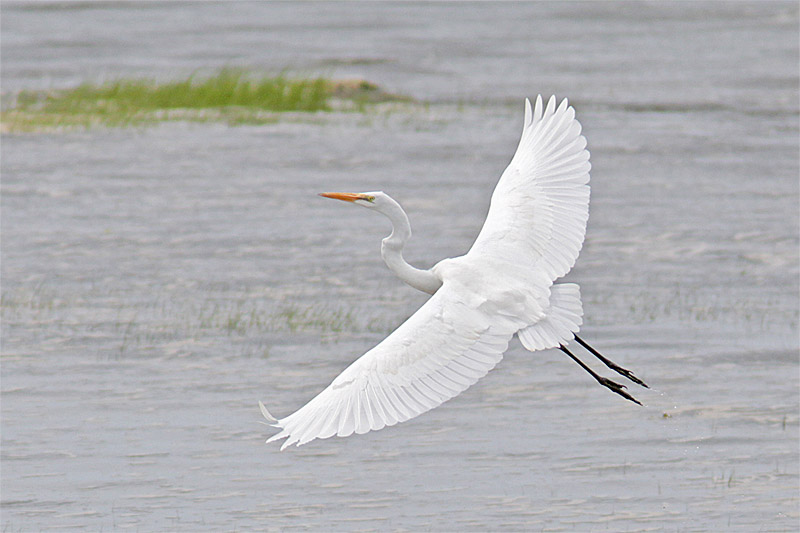 Grande Aigrette-2.jpg