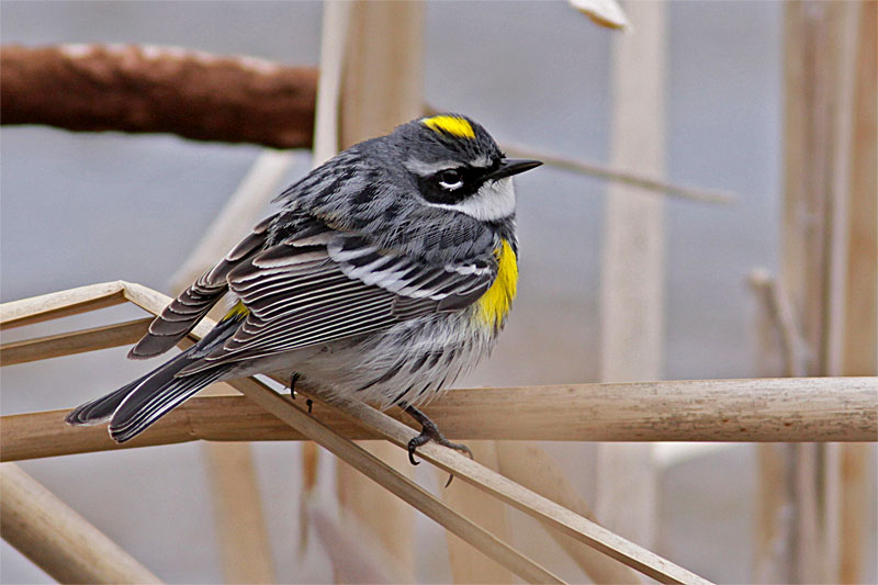 Paruline croupion jaune-1.jpg