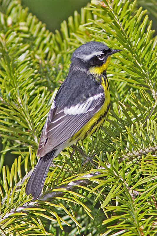 Paruline tete cendree-1.jpg