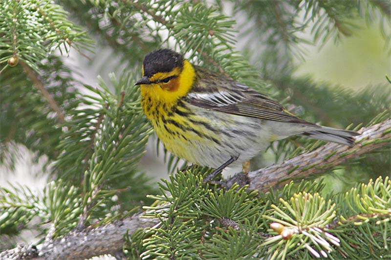 Paruline tigree-1.jpg