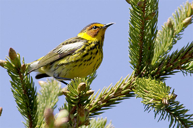 Paruline tigree-3.jpg