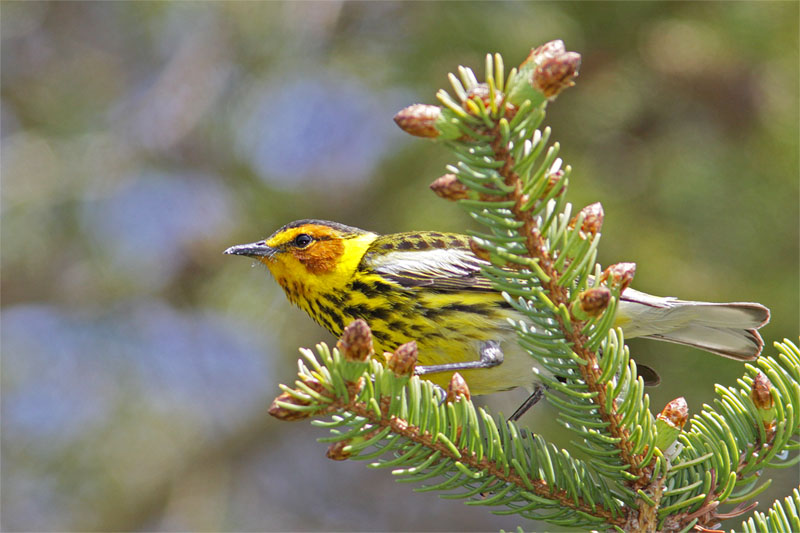 Paruline tigree-4.jpg